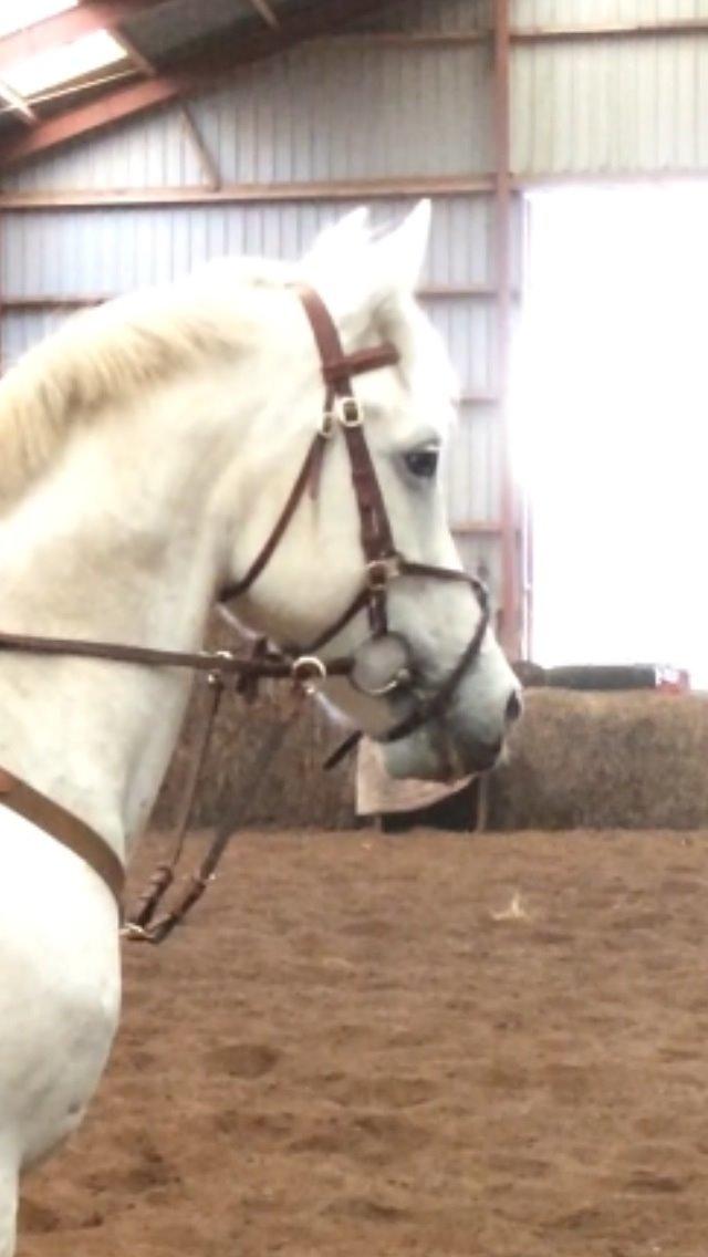 Anden særlig race Starhorse Ramses billede 7