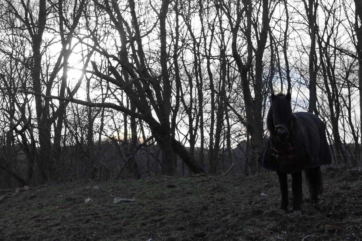 Dartmoor Flicka - Skønne Flicka i det flotte forårs vejr <3 billede 3