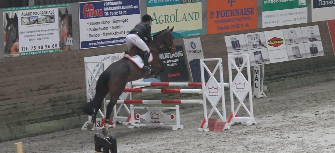 Dansk Varmblod Arianna billede 1