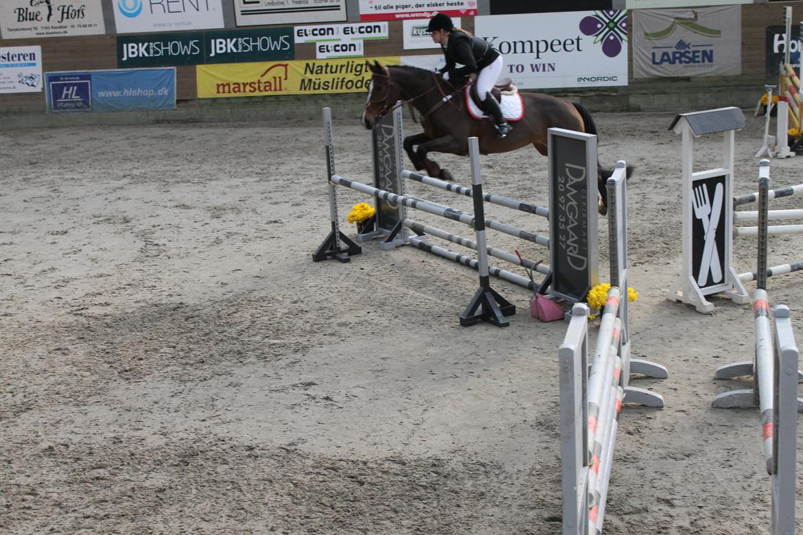 Dansk Varmblod Arianna billede 6