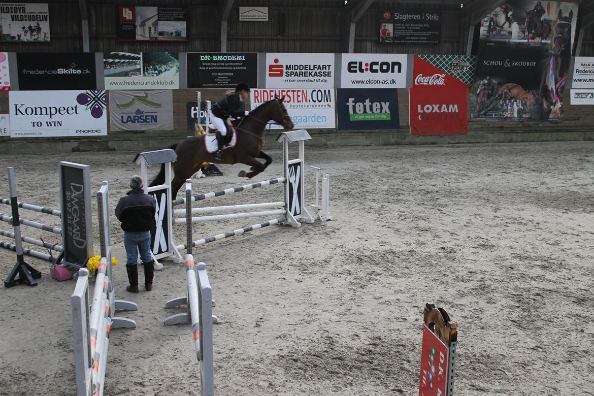 Dansk Varmblod Arianna billede 9