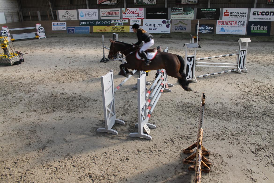 Dansk Varmblod Arianna billede 17