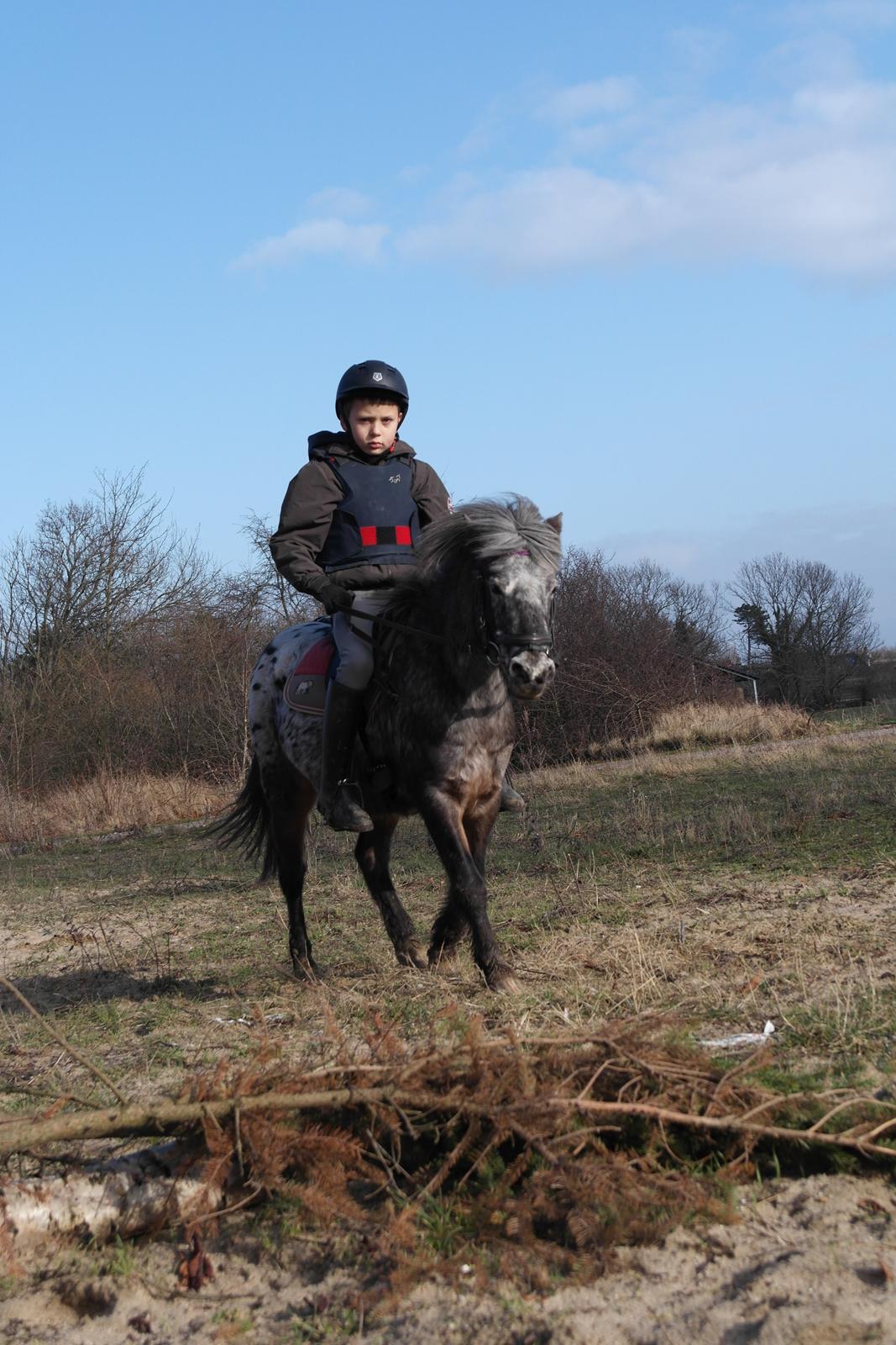 Knabstrupper Mümlan [Tidl. hest] billede 11