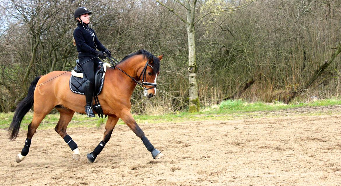 New Forest Fuglekildens Macoy - Træning d. 22/3/14 billede 1