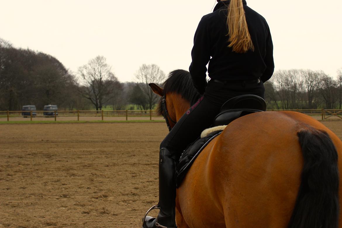 New Forest Fuglekildens Macoy billede 2