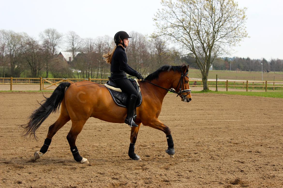 New Forest Fuglekildens Macoy billede 5