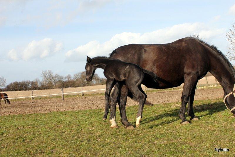 Oldenborg Sjamør Nyholm billede 12