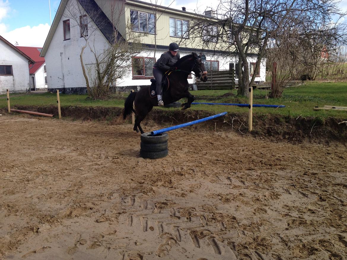 Traver New S (Daisy) R.I.P billede 17