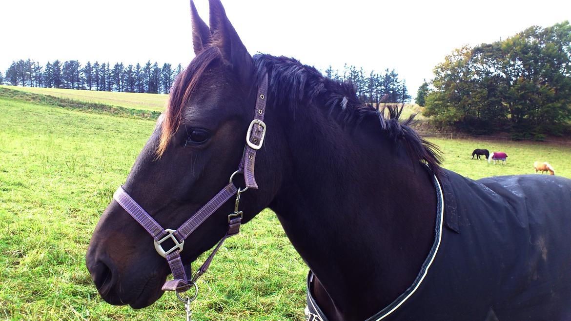 Traver New S (Daisy) R.I.P - En tur på folden, gir' ro i knolden billede 7