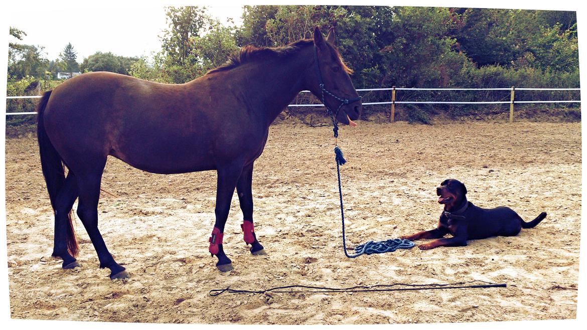 Traver New S (Daisy) R.I.P billede 1