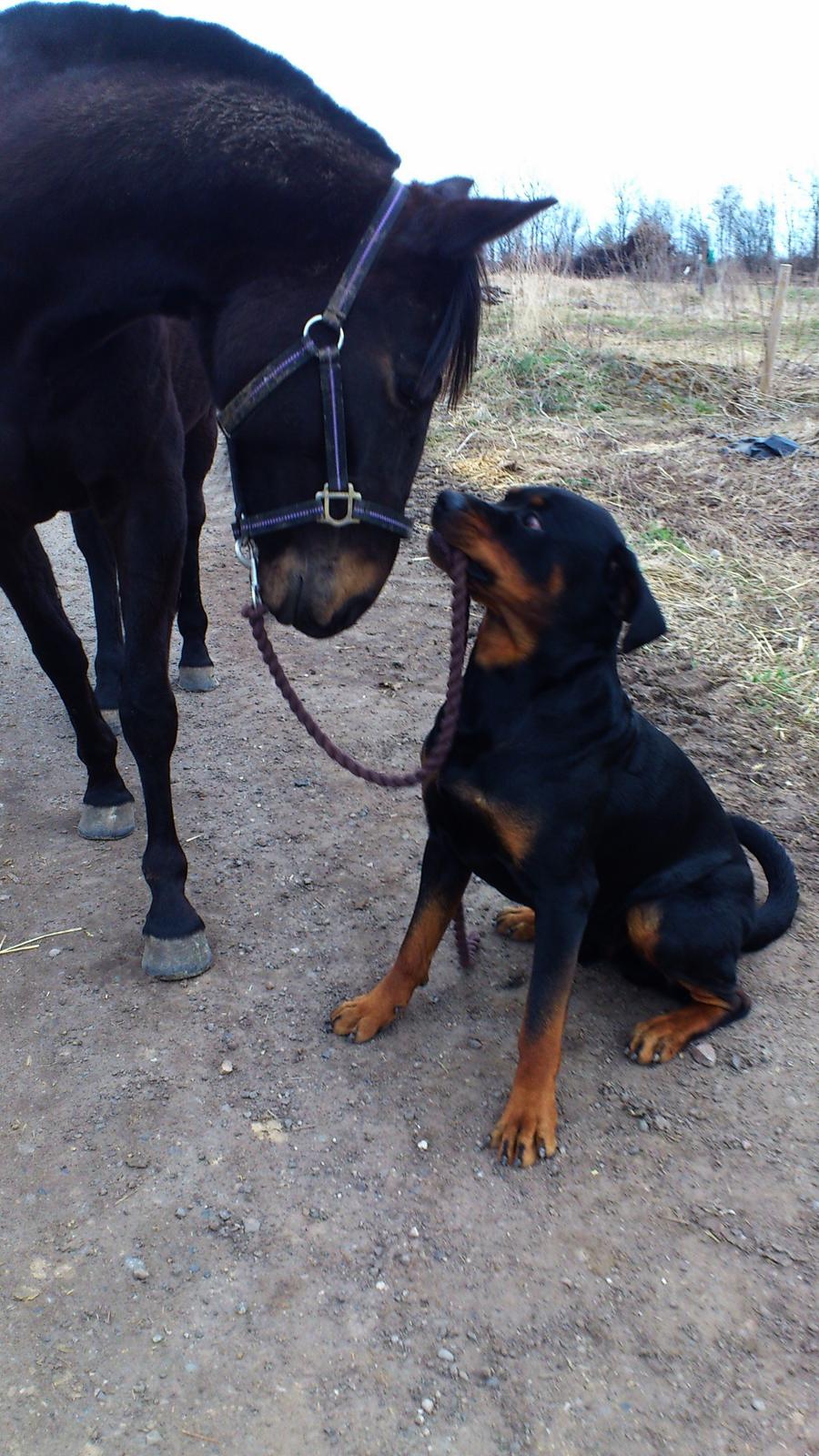 Traver New S (Daisy) R.I.P billede 14