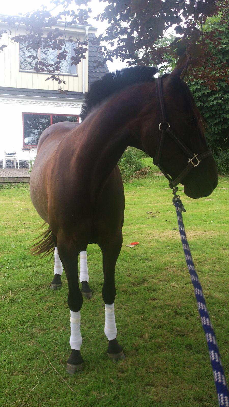 Traver New S (Daisy) R.I.P billede 15