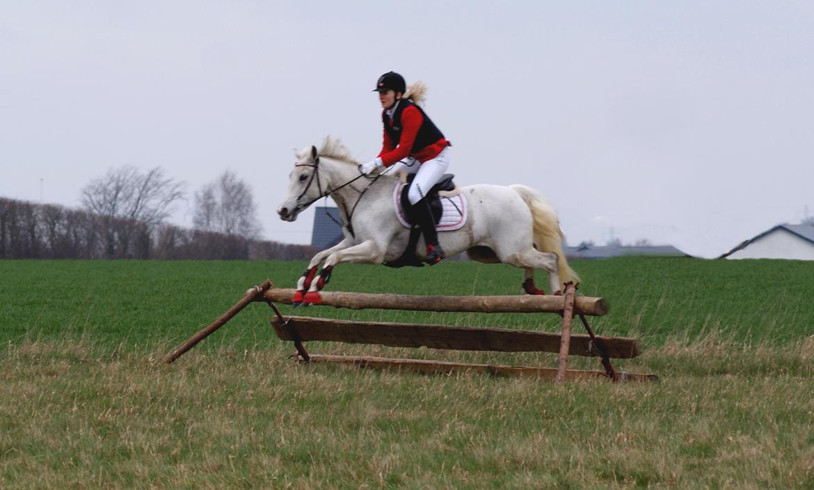 DSP Præstemarkens Mahogni |Honey| - Til jagt i Sperrestrup på min lækre pony.  billede 25