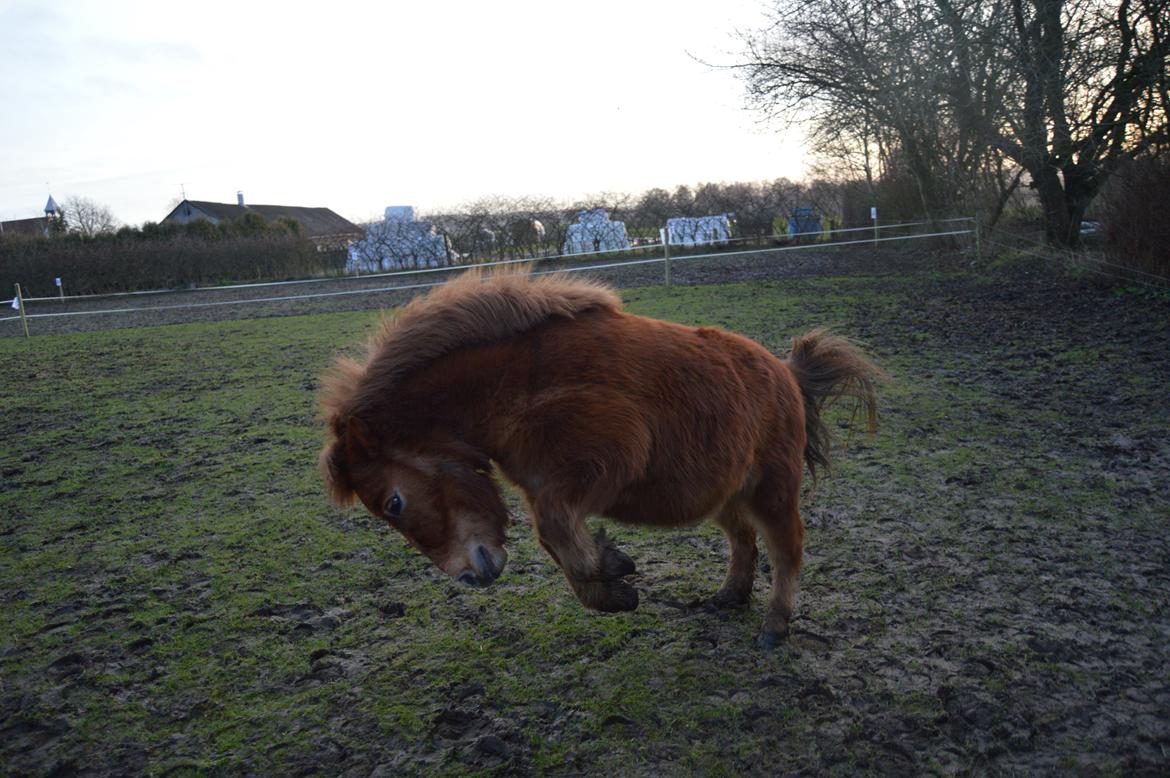 Shetlænder Veggerbys Papa Stour billede 5