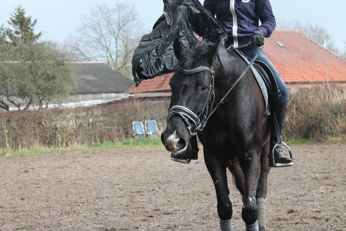 Anden særlig race Horse-Wear's Oktober billede 9