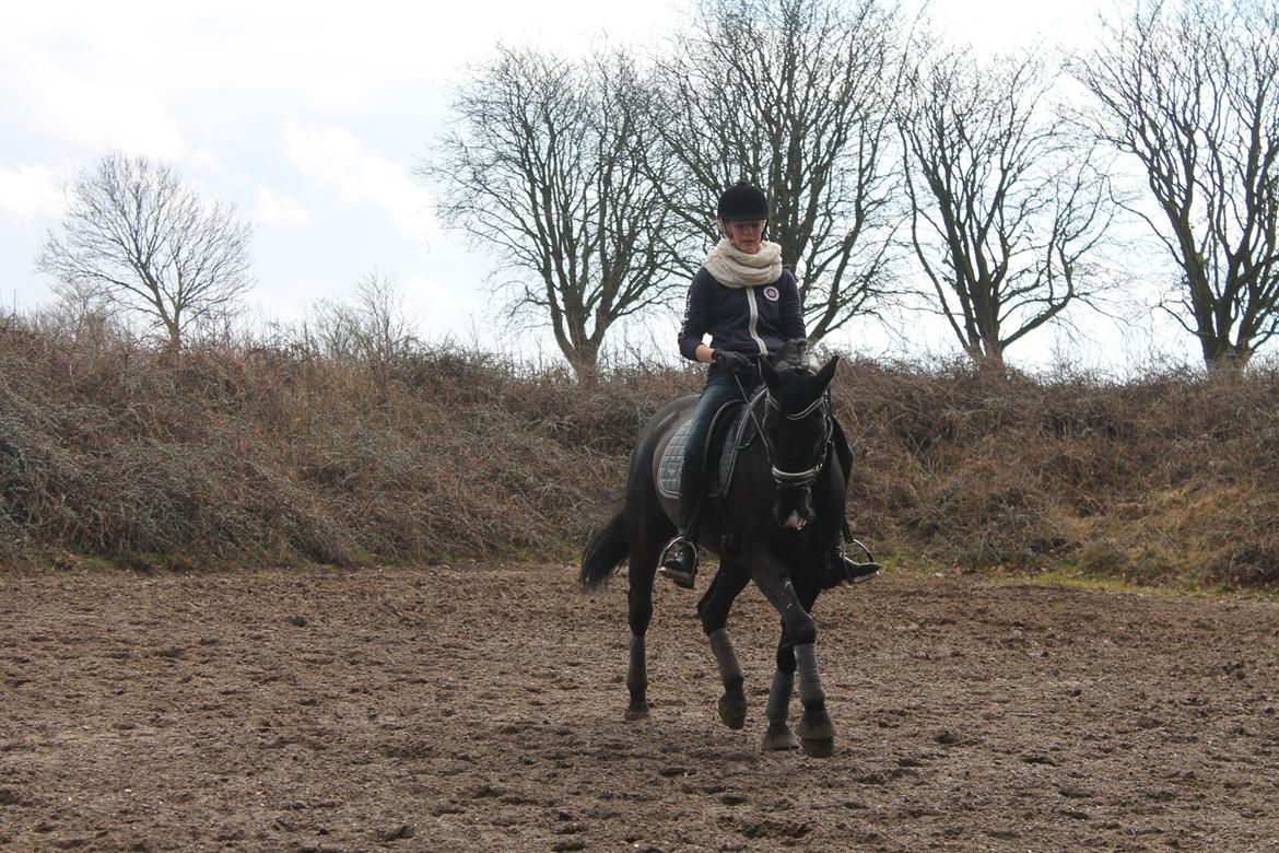 Anden særlig race Horse-Wear's Oktober billede 5