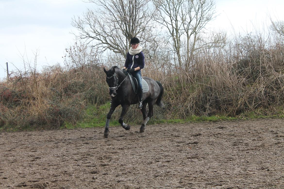Anden særlig race Horse-Wear's Oktober billede 7