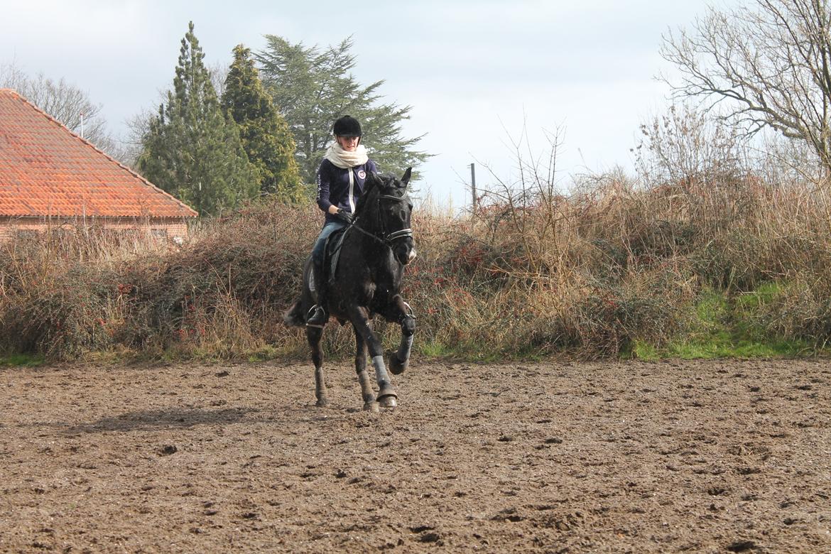 Anden særlig race Horse-Wear's Oktober - Galop øgning den 23-03-2014 billede 14