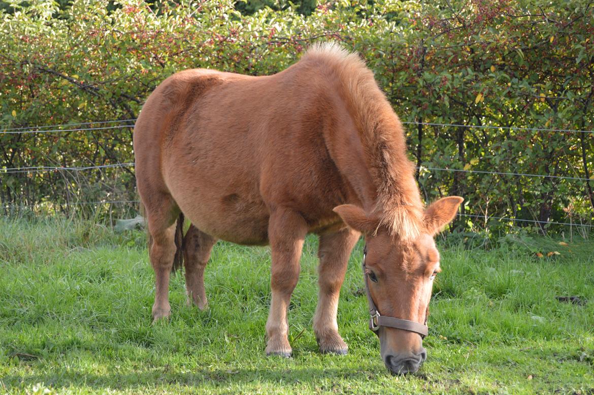 Shetlænder Veggerbys Papa Stour billede 13