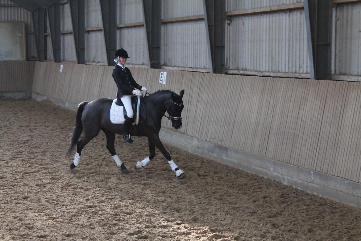 Anden særlig race Horse-Wear's Oktober billede 12