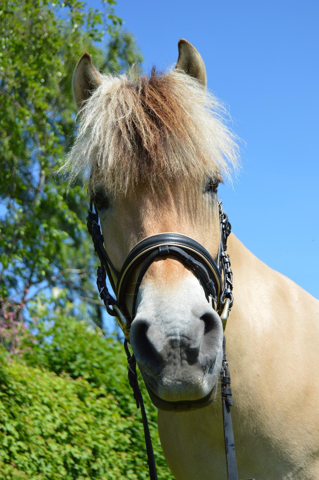 Fjordhest Fjordens Isette billede 17