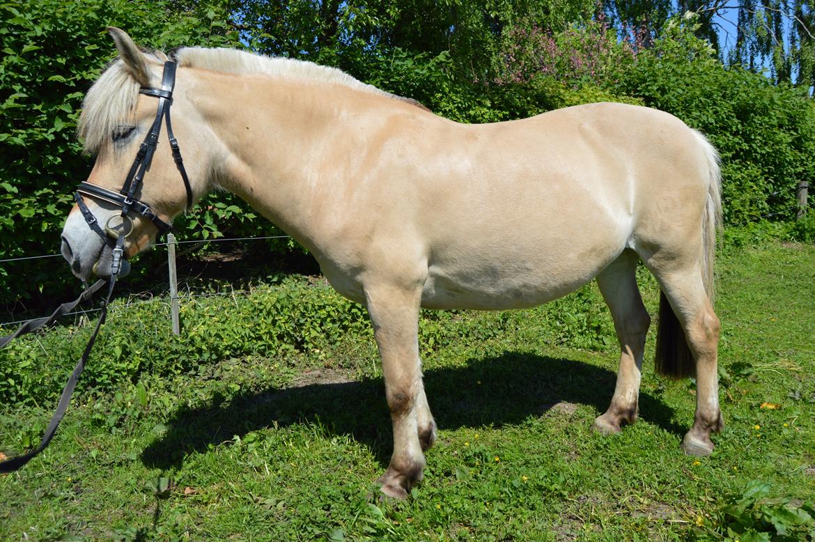 Fjordhest Fjordens Isette billede 16