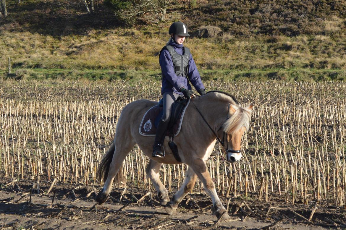 Fjordhest Fjordens Isette billede 19