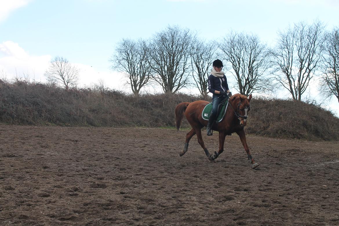 Anden særlig race Chanell  billede 16