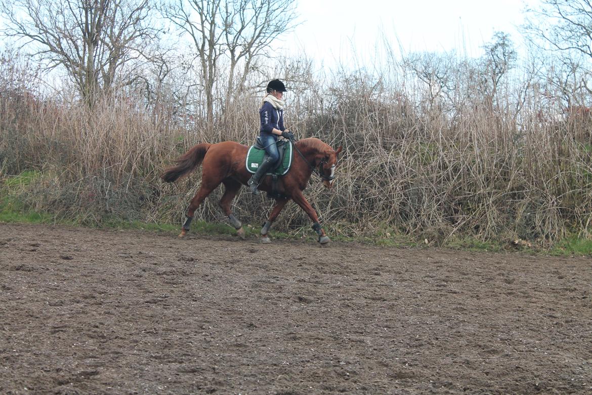 Anden særlig race Chanell  - Træning den 23-03-2014 min stjerne <3 billede 11