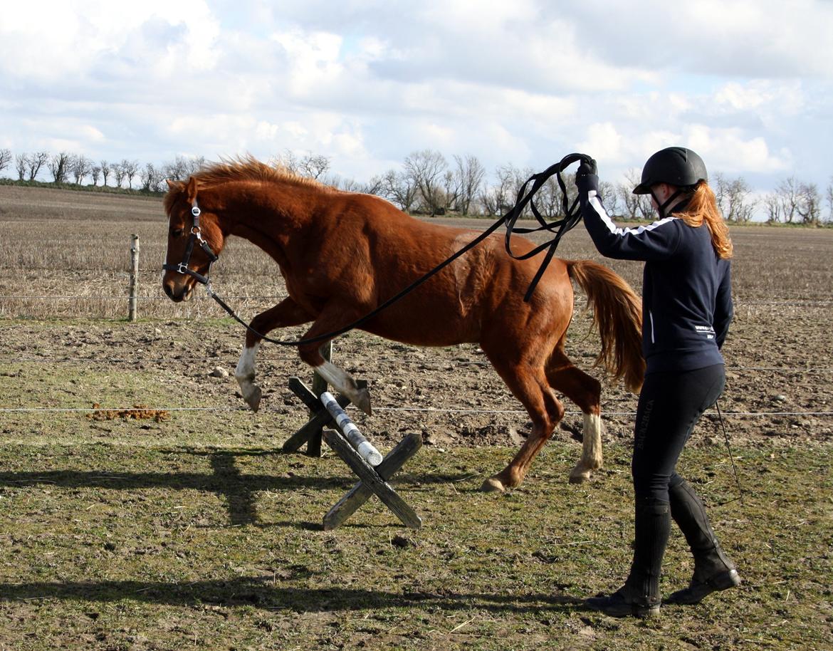 DSP Nørretelling's Ballou - Ballou springer første gang :) - Foto: Line billede 22