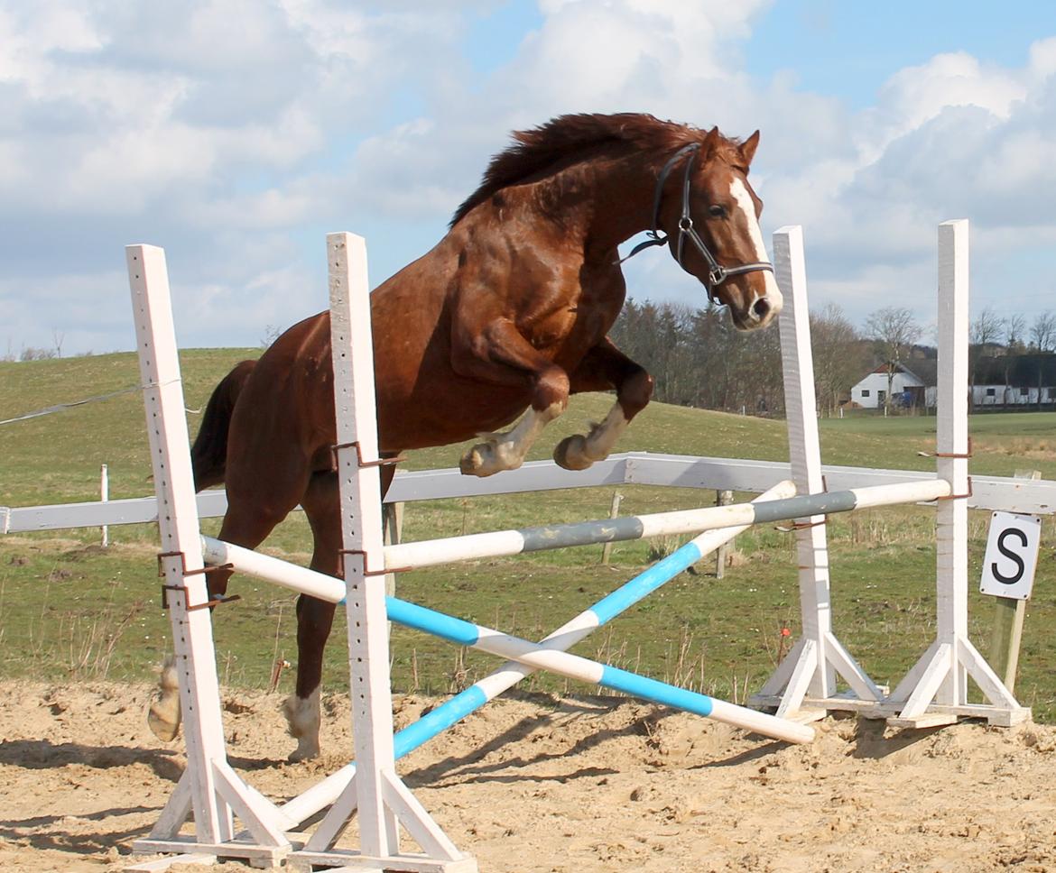 Dansk Varmblod hedens morgan/solgt/DØD - løsspring marts 2014 det er 90 cm billede 6