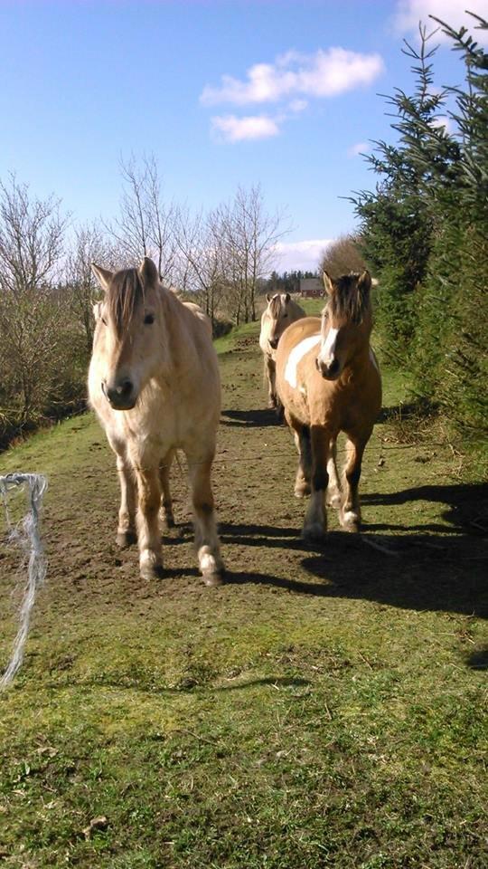 Fjordhest Bonanza Grønlund - Odin og Mulle! <3 :-P billede 12