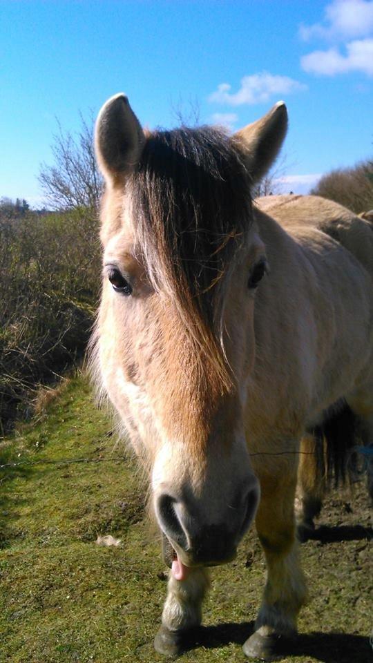 Fjordhest Bonanza Grønlund - 2014 billede 14