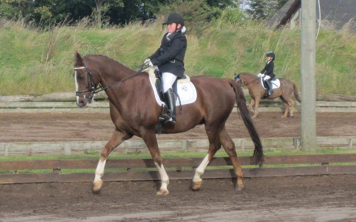 Dansk Varmblod Mirac Bomø - I Nejst :) billede 10