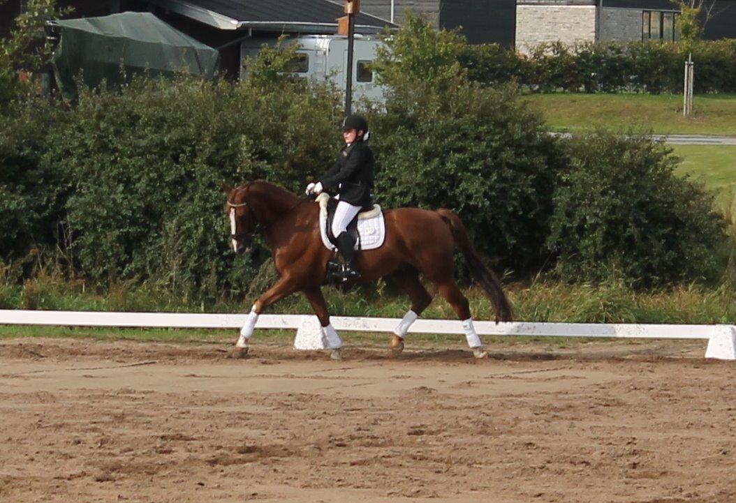 Dansk Varmblod Mirac Bomø - 1. Afdeling af Nibe Cup :3 billede 13