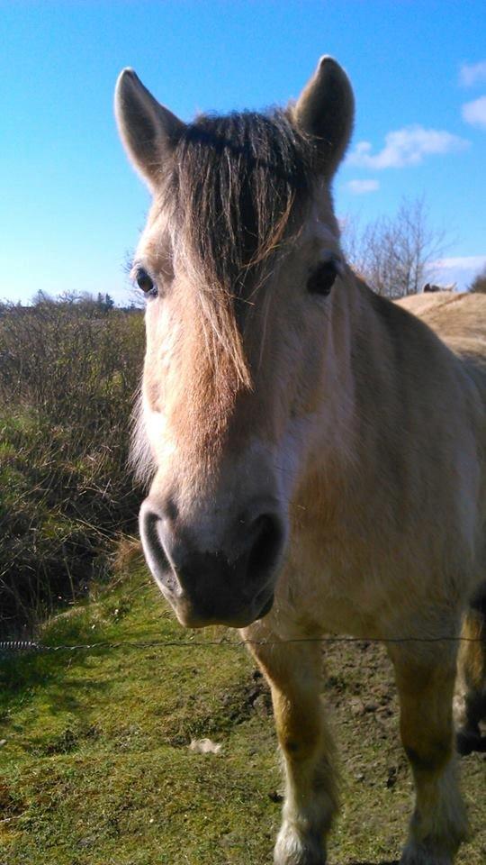Fjordhest Bonanza Grønlund - 2014 billede 15
