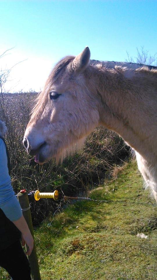 Fjordhest Bonanza Grønlund - <3 billede 13