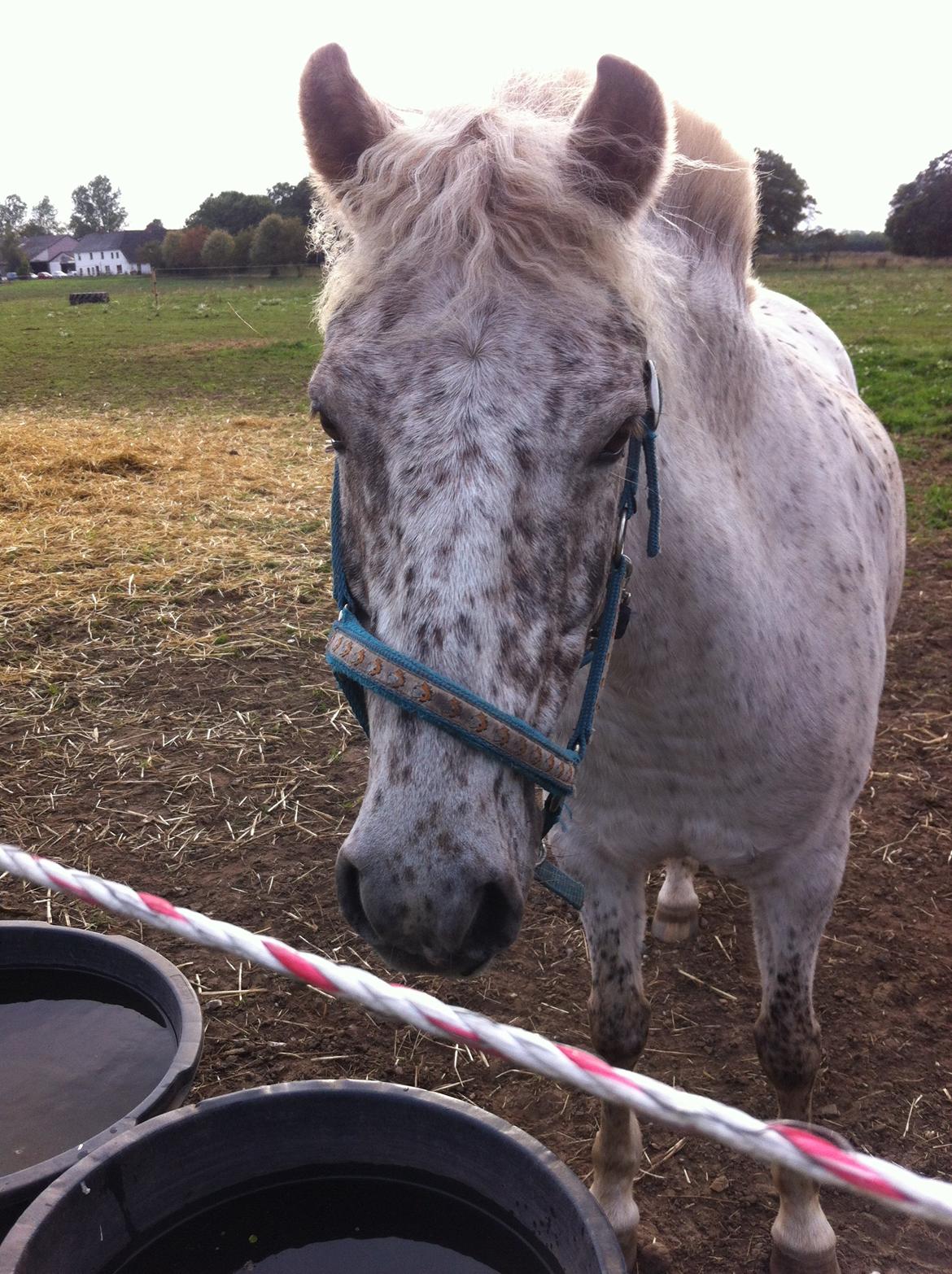 Anden særlig race Hoppity Hop (Verdens bedste pony)<3 billede 18