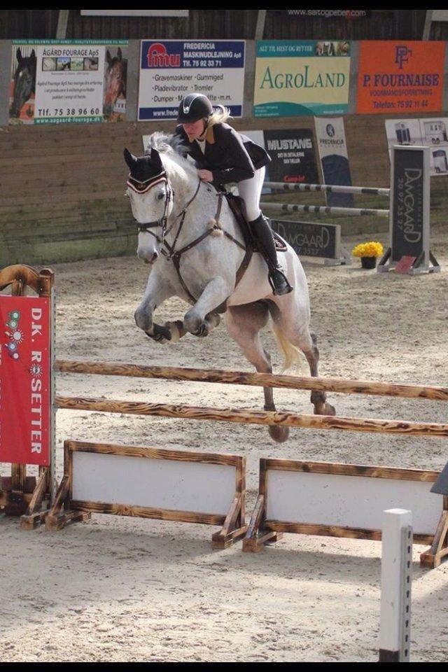 Dansk Varmblod CARIBA billede 4