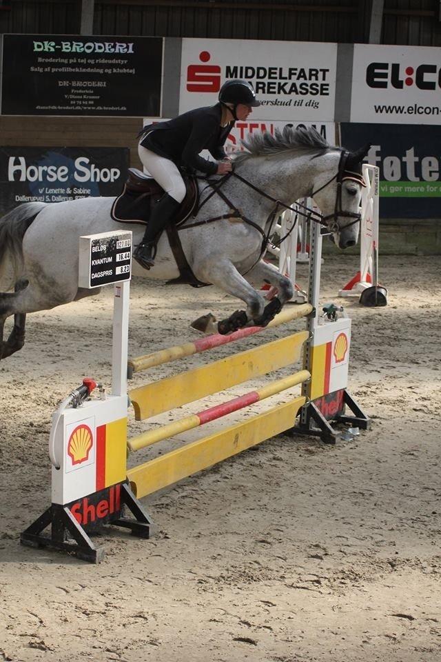 Dansk Varmblod CARIBA billede 5