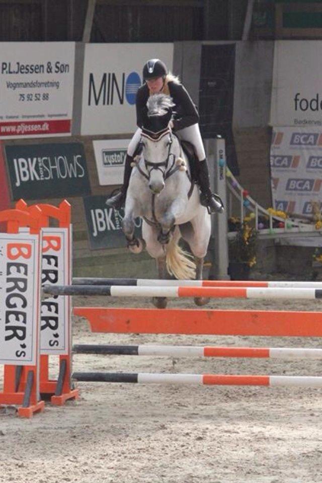 Dansk Varmblod CARIBA billede 6