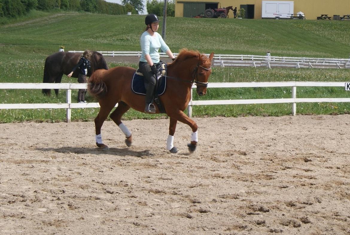 Trakehner Braveheart Graftebjerg billede 24