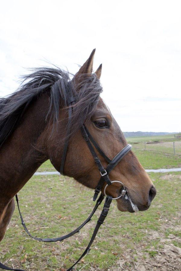 Anden særlig race Jasmin billede 5