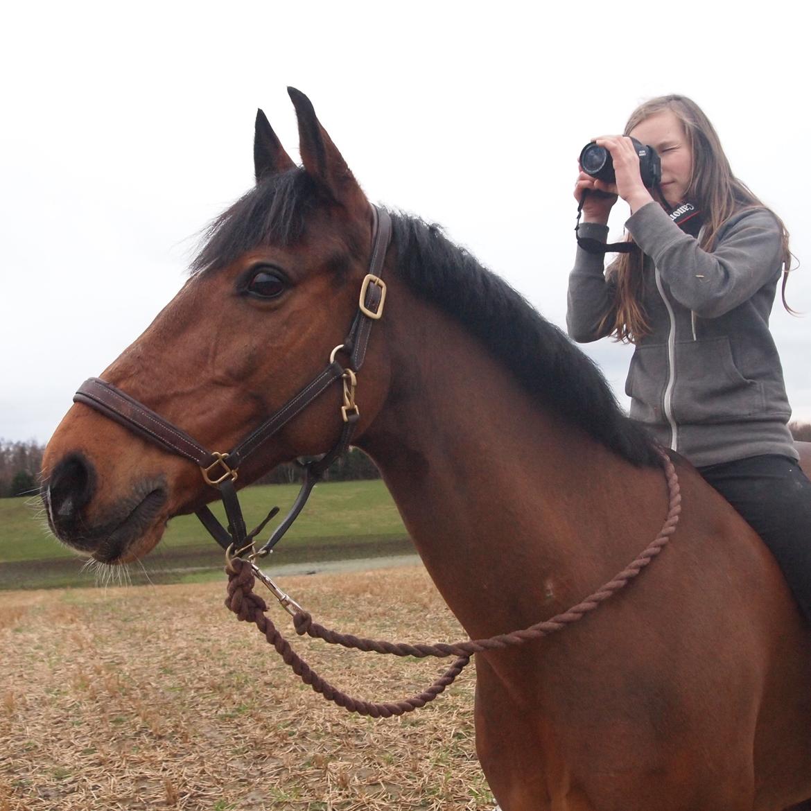 Tysk Sportspony Pablo John Halifax<3 - Januar 2014 billede 2