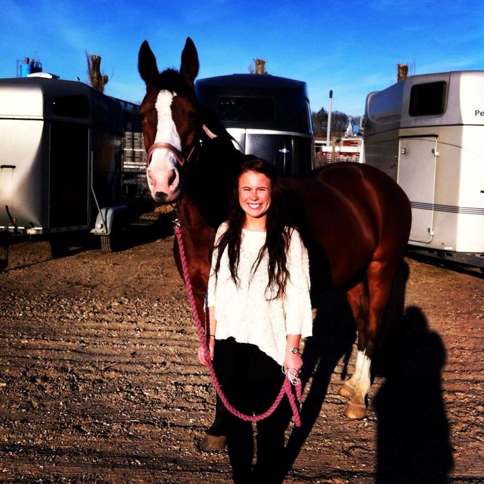 Dansk Varmblod Lady Dancer billede 7