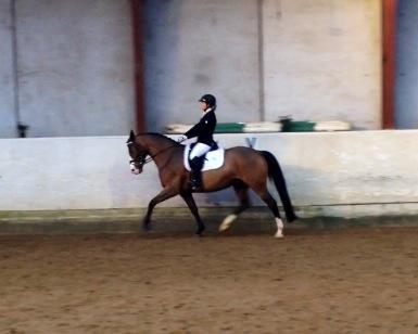 Dansk Varmblod Lady Dancer billede 8