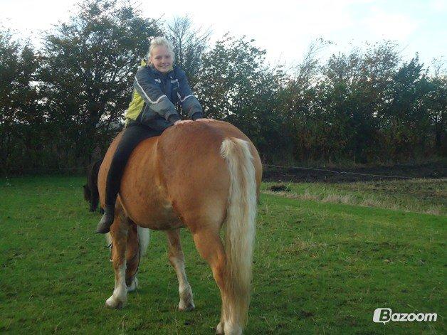 Haflinger missy <3 billede 20