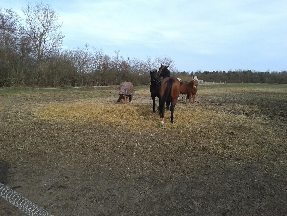 Dansk Varmblod Baunehøjens Faberge billede 1