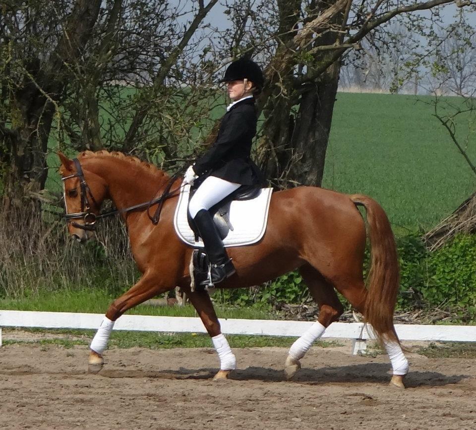 DSP Jalousi Af Stensnæs billede 9