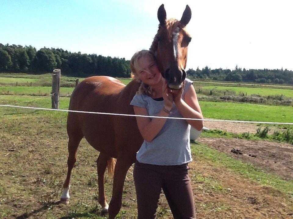 DSP Jalousi Af Stensnæs billede 10